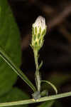 Simmonds' aster